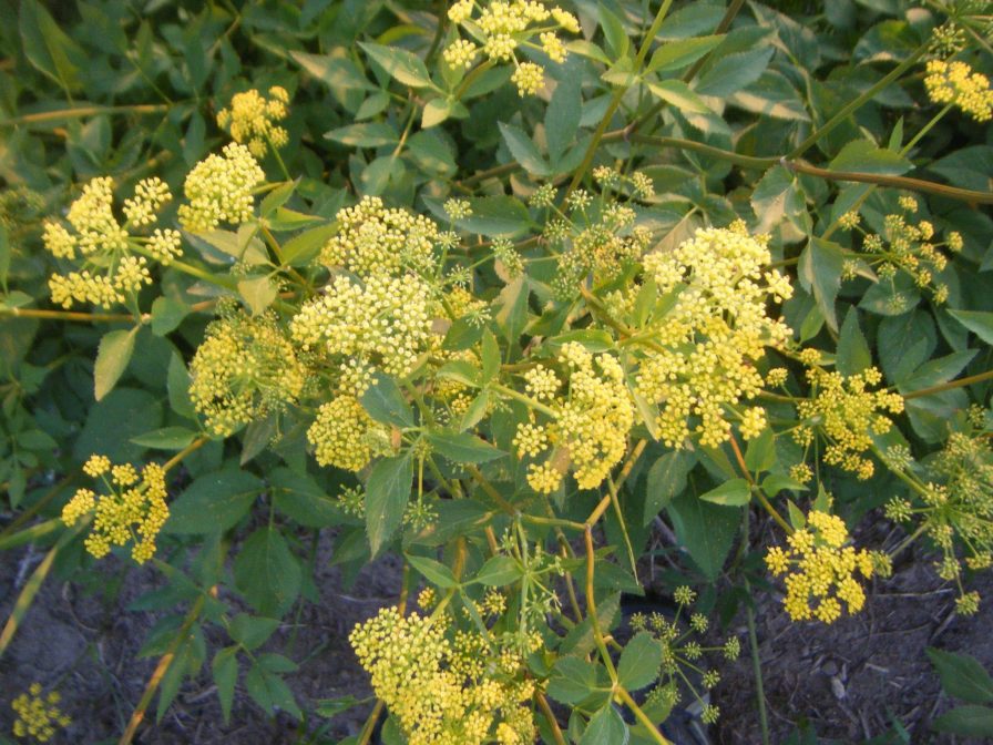 zizia aurea 1 | Michigan Wildflower Farm