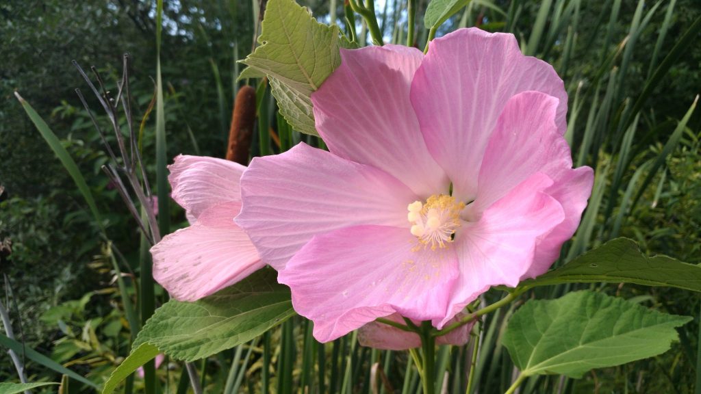 Hibiscus moscheutos – Swamp Rose Mallow (per oz) – Michigan Wildflower Farm